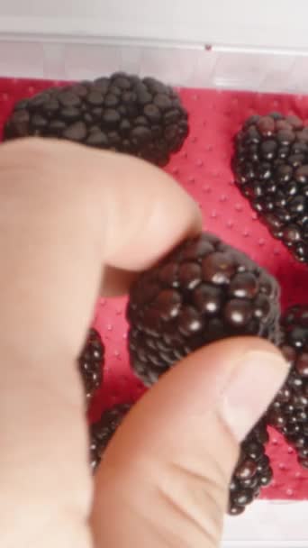Video Vertikal Aku Mengambil Satu Blackberry Dari Kontainer Membawanya Kamera — Stok Video