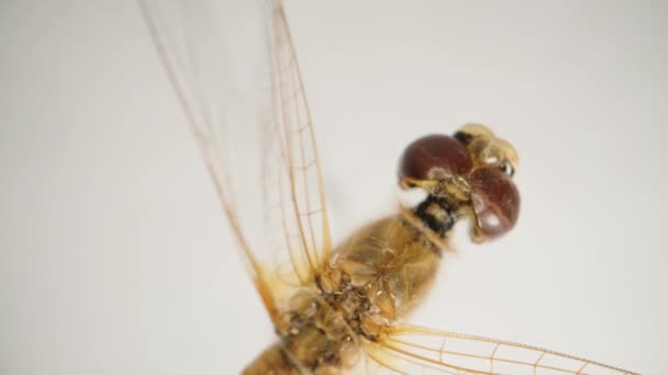 一只褐色的干蜻蜓在白色的背景上旋转 圆圆的变焦 宏观的 — 图库视频影像