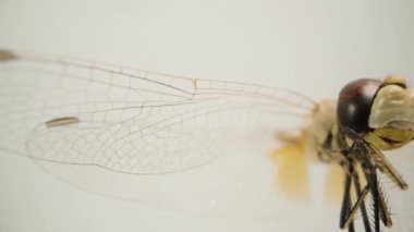 Hücreli bir yusufçuğun şeffaf kanatlarının ve dış iskeletinin dokusunun şeffaf bir genel görünümü..