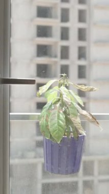 Dikey video. Loş bir odada, bir kadın perdeleri açar ve büyük bir pencereyi suya açar. Sıcaktan ve yoğun güneş ışığından kurumuş küçük bir avokado ağacı..