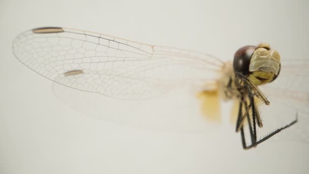 Nahaufnahme Einer Braunen Libelle Auf Weißem Hintergrund Isoliert Dolly Slider — Stockvideo