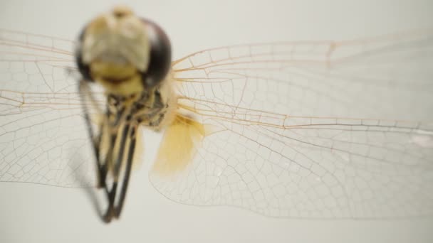ドラゴンフライの透明な翼のマクロ概要 細胞の複雑なネットワークと翼膜の質感を示し 人形のズーム効果を有する — ストック動画