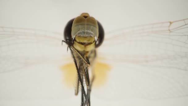 蜻蜓张开的翅膀似乎在半空中冻僵了 面对着白色的背景 宏观变焦了 — 图库视频影像