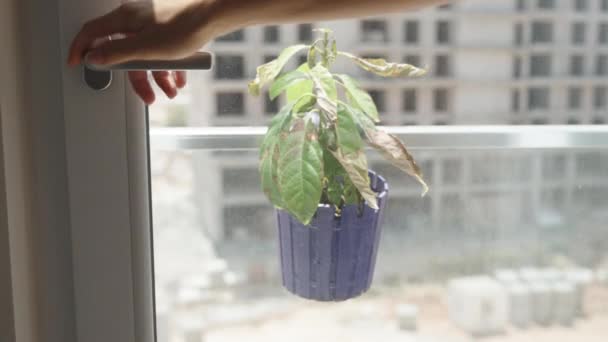 Vrouw Opent Schuifdeur Naar Het Balkon Bewatert Uitgedroogde Plant Een — Stockvideo