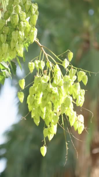 Pionowe Wideo Zielone Kapsułki Owocowe Przypominające Pudełka Drzewie Koelreuteria Paniculata — Wideo stockowe