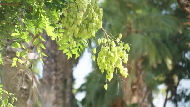 Zelené Ovocné Kapsle Připomínající Krabice Koelreuteria Paniculata Strom Palmami Pozadí — Stock video