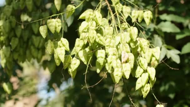 Owocem Drzewie Koelreuteria Paniculata Jest Trójpłatna Kapsułka Oświetlona Słońcem — Wideo stockowe