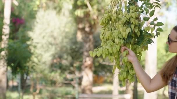 Ung Kvinna Undersöker Ett Stort Kluster Gröna Frukter Koelreuteria Paniculata — Stockvideo