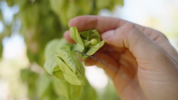 Close Abrir Uma Fruta Árvore Paniculata Koelreuteria Com Cachos Frutos — Vídeo de Stock