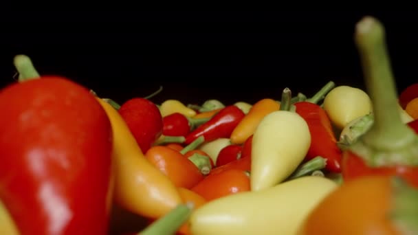 Kamera Letí Vpřed Nad Množstvím Pestrobarevných Mini Rozmarýnových Paprik Detailní — Stock video