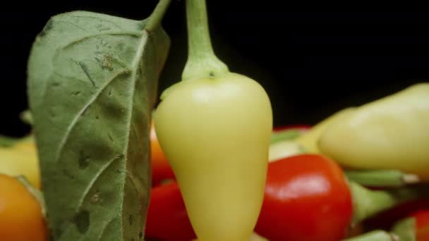 Camera Performs Macro Zoom Green Rosemary Pepper Leaf Glides Backward — Stock Video