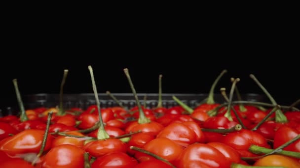 Röd Mini Chilipeppar Star Turkey Sort Flyter Behållare Med Vatten — Stockvideo