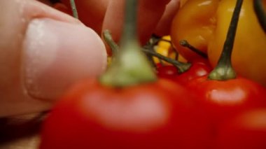 Ben önüne doğru yayılırken kamera ileri doğru kayıyor. Sarı Habanero biberleri ve Türk Yıldızı çeşitliliğinin kırmızı biberleri..