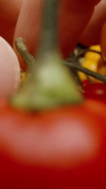 Dikey video. Ben önüne doğru yayılırken kamera ileri doğru kayıyor. Sarı Habanero biberleri ve Türk Yıldızı çeşitliliğinin kırmızı biberleri..