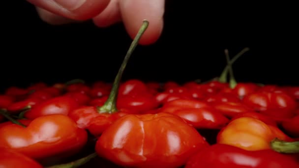 Červené Mini Papričky Odrůdy Star Turkey Vznášejí Kontejneru Vodou Jednu — Stock video