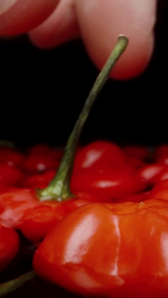 Verticale Video Rode Mini Paprika Van Star Turkey Variëteit Drijven — Stockvideo