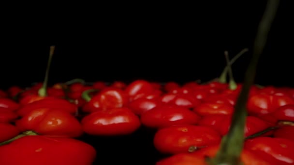 Mini Ardei Roșii Din Soiul Steaua Turciei Plutesc Într Recipient — Videoclip de stoc
