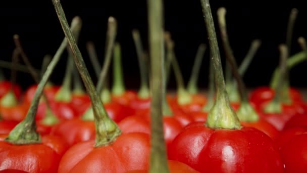 Řady Červených Mini Paprik Odrůdy Star Turkey Jsou Seřazeny Stole — Stock video