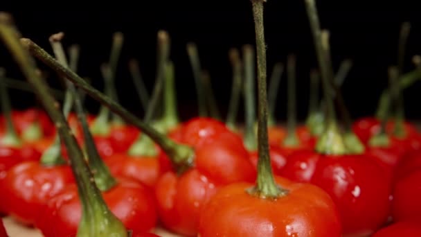 Dokonce Řady Pikantních Červených Mini Papriček Odrůdy Star Turkey Dolly — Stock video
