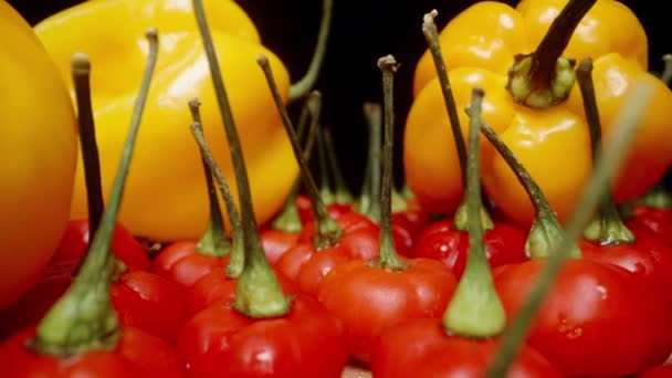 Een Mix Van Gele Rode Pittige Paprika Tafel Habanero Ster — Stockvideo
