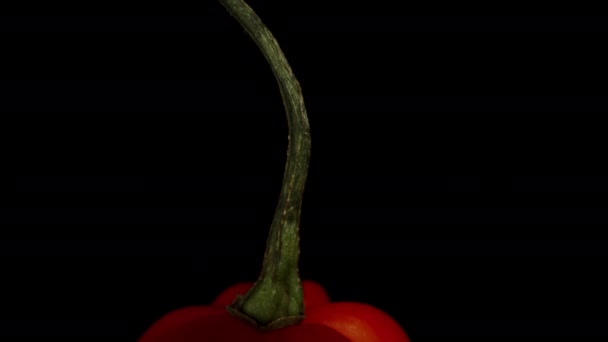 Červený Mini Pepř Odrůdy Star Turkey Otáčí Černém Pozadí Simuluje — Stock video
