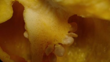 Tohumları siyah bir zemin üzerinde dönen yarım Habanero sarı biberi aşağı düşme simülasyonu yapar. Makro yakınlaştırma. İzole görünüm.