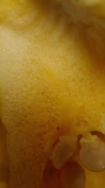 Dikey video. Tohumları siyah bir zemin üzerinde dönen yarım Habanero sarı biberi aşağı düşme simülasyonu yapar. Makro yakınlaştırma. İzole görünüm.