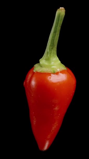 Vertical Video Rosemary Mini Red Pepper Rotates Black Background Isolated — Stock Video