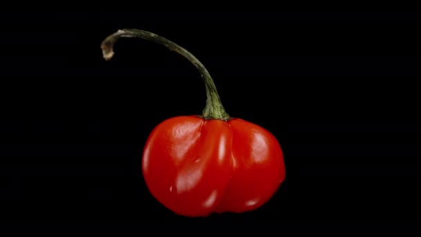 Červený Mini Pepř Odrůdy Star Turkey Otáčí Černém Pozadí Izolovaný — Stock video