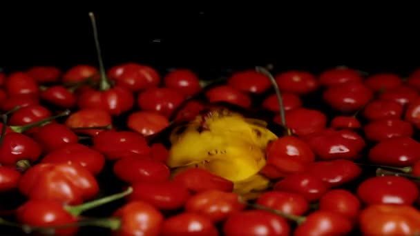 Černém Pozadí Červené Mini Papričky Hvězdy Turecka Vznášejí Vodě Žlutý — Stock video