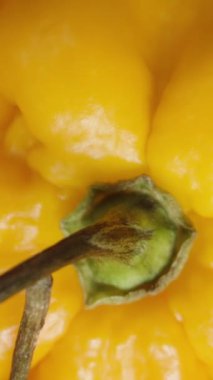 Dikey video. Aralarında Habanero, The Star of Turkey ve biberiyeli mini biberlerin de yer aldığı renkli biberlerin yer aldığı bir tabak, beyaz arka planda üst perdeden dönüyor. Dolly kaydırıcı aşırı yakın çekim.