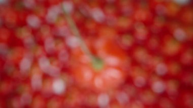 The Star of Turkey mini biberlerinin üst görüntüsü, kamera yavaşça ön plana odaklanıyor. Makro çekim.