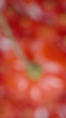 Dikey video. The Star of Turkey mini biberlerinin üst görüntüsü, kamera yavaşça ön plana odaklanıyor. Makro çekim.