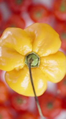 Dikey video. Sarı Habanero biberinin üst görüntüsü kırmızı mini biberlerin arka planında dönüyor. Yakın çekim..