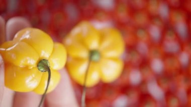 Elimde sarı bir Habanero biberi ile kırmızı kırmızı biber arkaplanını tutarken tepeden aşağı bir görüntüm. Yakın çekim..
