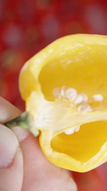 Dikey video. Elimde dilimlenmiş sarı bir Habanero biberi ile kırmızı kırmızı biberlerin arka planına bakarken tepeden aşağı bir görüntüm. Yakın çekim..