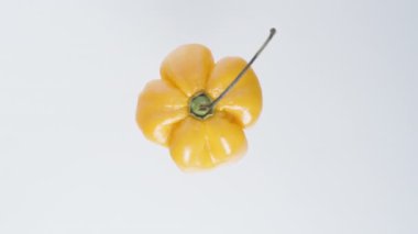 Beyaz arka planda dönen sarı bir Habanero biberinin yukarıdan aşağı görüntüsü, izole edilmiş.