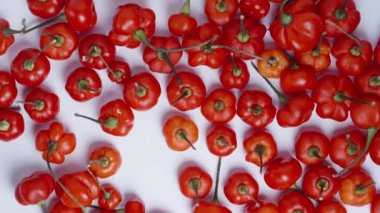 Beyaz arka planda The Star of Turkey 'in kırmızı mini biberlerinin yavaş çekim görüntüsü. Sarı bir Habanero biberi üzerlerine düşüyor..
