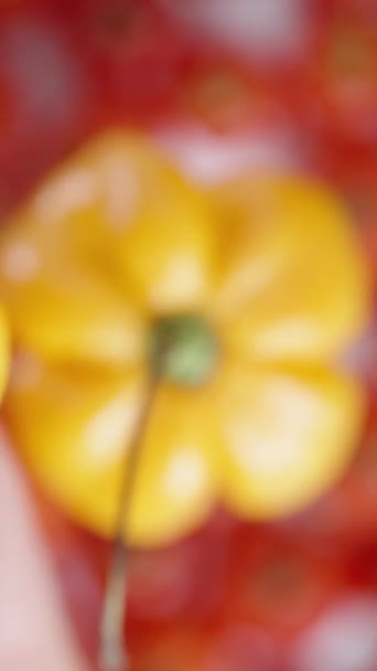 Vertical Video Top View Holding Yellow Habanero Pepper Hand Backdrop — Stock Video