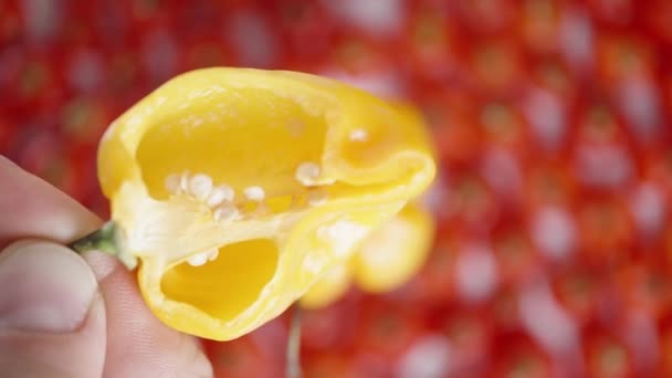 Top View Holding Sliced Yellow Habanero Pepper Hand Backdrop Red — Stock Video