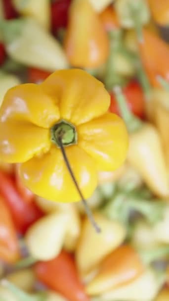 Vertical Video Top View Rotating Yellow Habanero Pepper Camera Focusing — Stock Video
