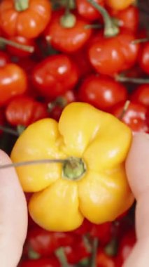 Dikey video. Tabak, Mini kırmızı biberler ile dönüyor ve üstüne de bir sarı Habanero koyuyorum. Yukarıdan bakıldığında.