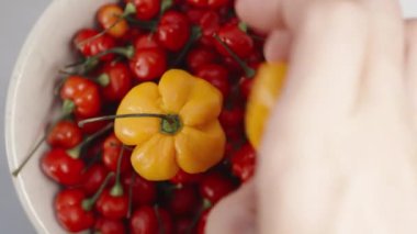 Sarı Habanero biberlerini kırmızı biberli The Star of Turkey tabağına yerleştirirken tepeden aşağı bir görüntüm..