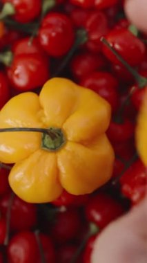 Dikey video. Sarı Habanero biberlerini kırmızı biberli The Star of Turkey tabağına yerleştirirken tepeden aşağı bir görüntüm..