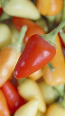 Dikey video. Arka planda kırmızı biber dönen çeşitli biberli biberlerin yukarıdan aşağıya bakışı.