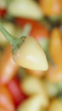 Dikey video. Biberiye çeşnili yeşil bir mini baharatlı biber, yakın planda çeşitli biberlerin arka planında dönüyor..