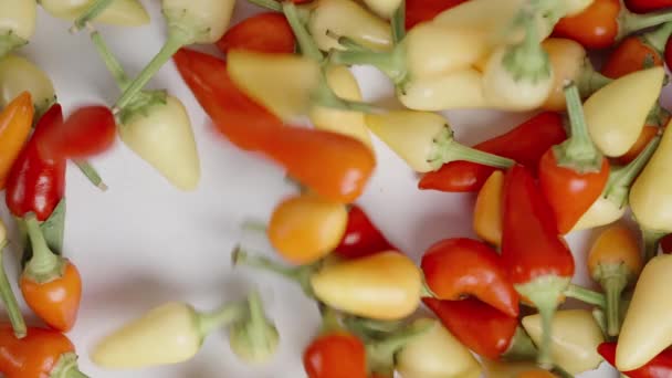 Diverse Kleurrijke Rozemarijn Mini Chili Paprika Worden Gegooid Een Stapel — Stockvideo