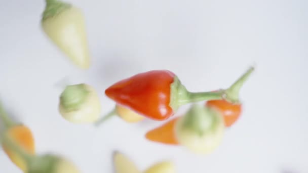 一只红色的迷迭香小辣椒在白色的背景上旋转 各种颜色的辣椒从上面落在上面 — 图库视频影像