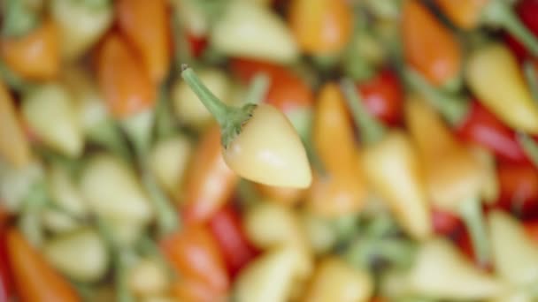 Zelený Mini Kořeněný Pepř Odrůdy Rosemary Rotující Pozadí Různých Paprik — Stock video