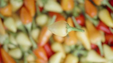 Biberiye çeşitliliğinden yeşil bir mini baharatlı biber çeşitli biberlerin arka planına karşı döner, aşağıya doğru düşme simülasyonu yapar, odak uzaklığa kayar.